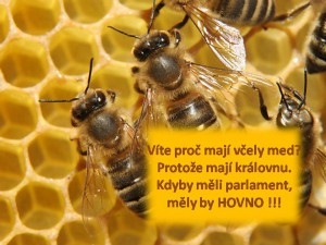 vcely--2-.jpg
